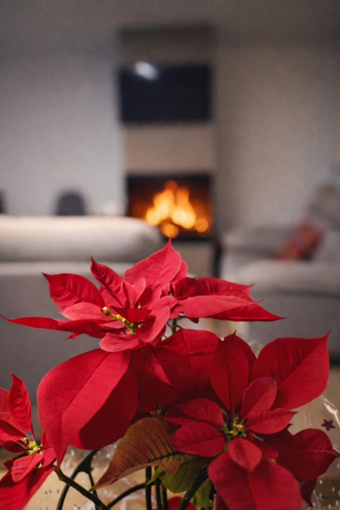 Flor de Pascua como decoración de invierno en Kalea Elysivm